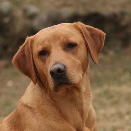 Labrador Retriever adult dog