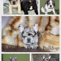 Magnum French Bulldogs breeder of Boston Terrier, French Bulldog