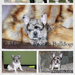 Magnum French Bulldogs breeder of Boston Terrier, French Bulldog