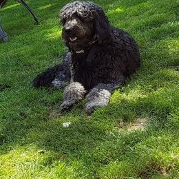 Annie - Goldendoodle