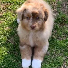 Australian Shepherd Puppies from IQ Farms Australian Shepherds