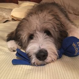 Bernedoodles of Kansas breeder of Bernedoodle