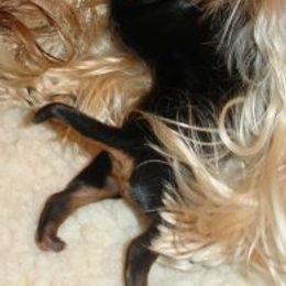 Star Shine Yorkies breeder of Yorkshire Terrier