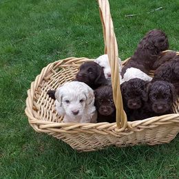 Australian Labradoodle Puppies from Bayside Labradoodles