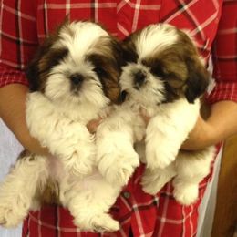 Fantasy Shih Tzu breeder of Shih Tzu