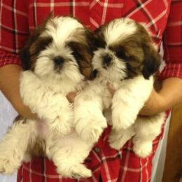 Fantasy Shih Tzu breeder of Shih Tzu