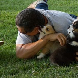 Pembroke Welsh Corgi Puppies from Half Hitch Corgis
