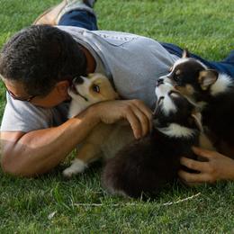 Pembroke Welsh Corgi Puppies from Half Hitch Corgis