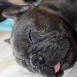 French Bulldog Puppies from Who's Your Bulldog? Kennel