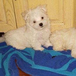 Collin Maltese breeder of Maltese