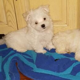 Collin Maltese breeder of Maltese