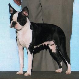 Boston Terrier All Grown Up from Deja-Vu Bostons