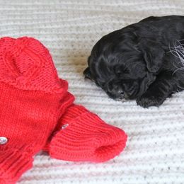 Chole's Cocker Spaniels breeder of Cocker Spaniel