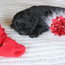 Chole's Cocker Spaniels breeder of Cocker Spaniel
