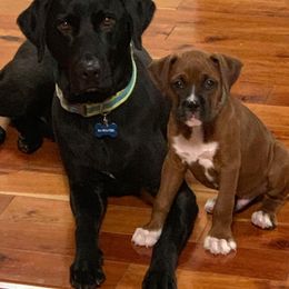 Boxer Puppies from BellRidge Boxers