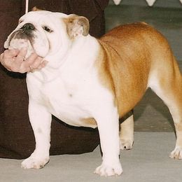 Bulldog All Grown Up from Scott's Bulldogs
