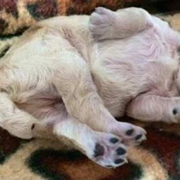 Standard Poodle and Miniature Poodle Puppies from Noriko Poodles