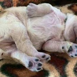Standard Poodle and Miniature Poodle Puppies from Noriko Poodles