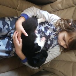 Akita Puppies from BleuMoon Akitas