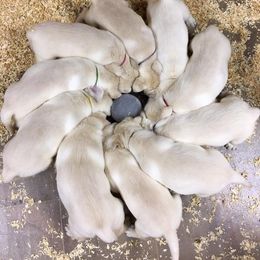 Laurkim Labradors breeder of Labrador Retriever