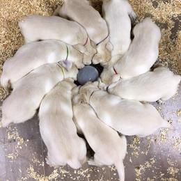 Laurkim Labradors breeder of Labrador Retriever