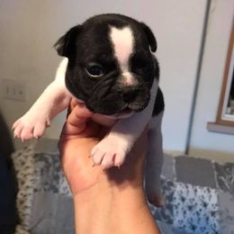French Bulldog Puppies from PJG Country Life Kennels