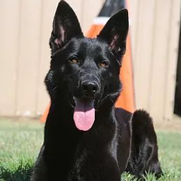 Sheena - German Shepherd