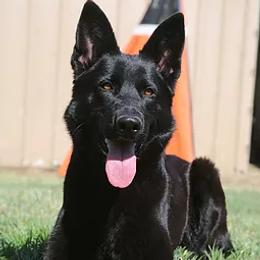 Sheena - German Shepherd