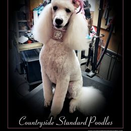 Poodle Puppies from Countryside Standard Poodles