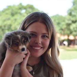 Toy Australian Shepherd Puppies from Double M Toy and Mini Aussies