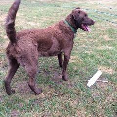 Chesapeake Bay Retriever All Grown Up from Sleepy Hollow Chesapeakes