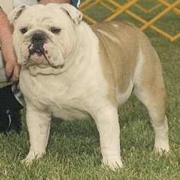 Bulldog All Grown Up from Mouser Bulldogs