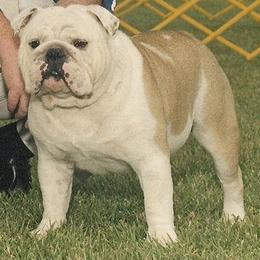 Bulldog All Grown Up from Mouser Bulldogs