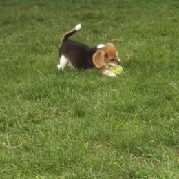 Beagle Puppies from Allegro Beagles