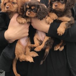 Cavalier King Charles Spaniel Puppies from Hotchkiss Cavaliers