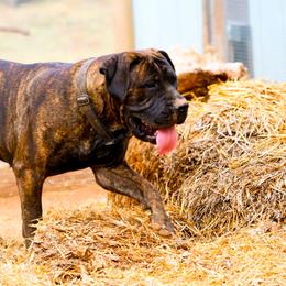 Rosalie - Boerboel