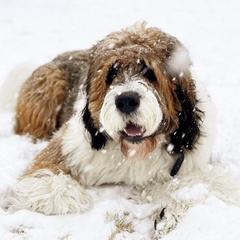 Saint Berdoodle All Grown Up from Mason Creek Saint Berdoodles, LLC