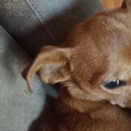 Chihuahuas from Sandy's Chihuahuas
