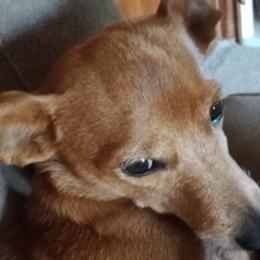 Chihuahuas from Sandy's Chihuahuas