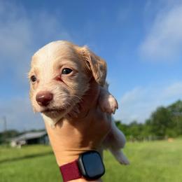 MWM1 red or cream - Cream male Dachshund puppy in Carthage, Texas from Rafter C Ranch Doxies