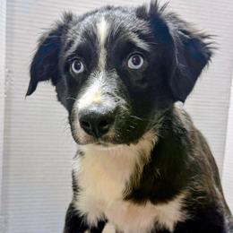 Bob - Black & white male Australian Shepherd puppy in Crestline, Ohio from High Desert Aussies