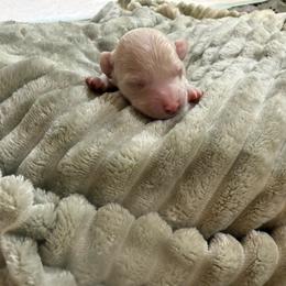 Dream - Cream female Poodle puppy in Azle, Texas from Texas Kissed K9s