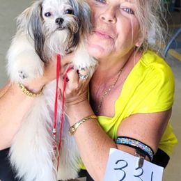 Mi-Kis and West Highland White Terriers from Carrot Tails LLC