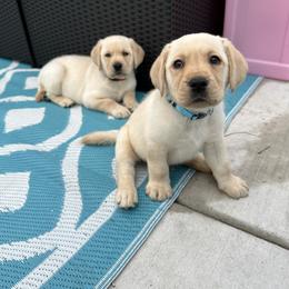 Labrador Retriever Puppies from Fleeher Labradors