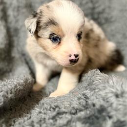 Cosmo - Blue merle male Australian Shepherd puppy in Athens, Texas from Ricochet Corgis