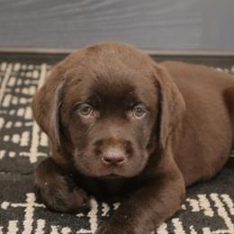 Poppy - Chocolate female Labrador Retriever puppy in Camden, Indiana from Camden's Caring Canines