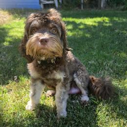 Hazel - Cavapoo