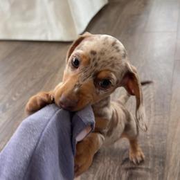 Dachshund All Grown Up from Holiday’s Darling Miniature Dachshunds