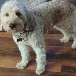 Goldendoodle All Grown Up from Hoosier Mini Doodles