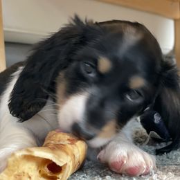 Dachshund Puppies from Meyerhaus (Weenie-Corn Ranch)